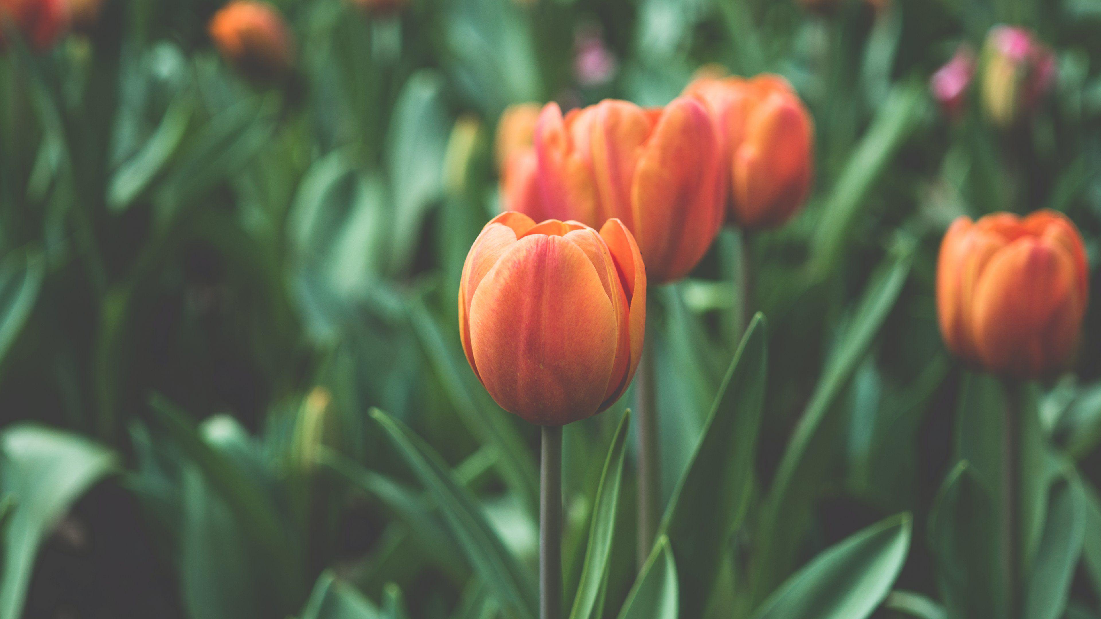 3840x2160 Orange Tulip Wallpaper & Desktop Background
