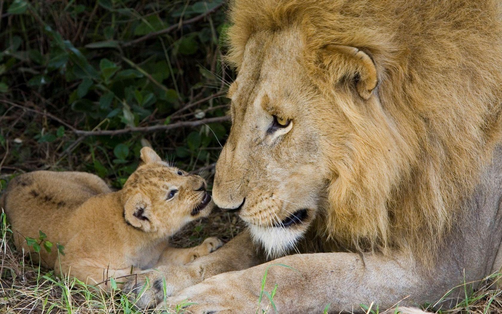 1680x1050 Free download Cute Lion Cub with His Father HD Wallpaper HD Wallpaper [1920x1080] for your Desktop, Mobile & Tablet. Explore Cute Lion Cubs Wallpaper. Cute Lion Cubs Wallpaper, Lion
