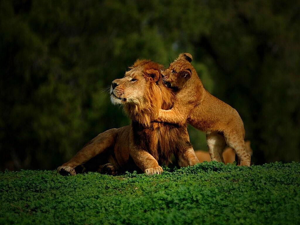1024x768 Lion Cubs Wallpaper