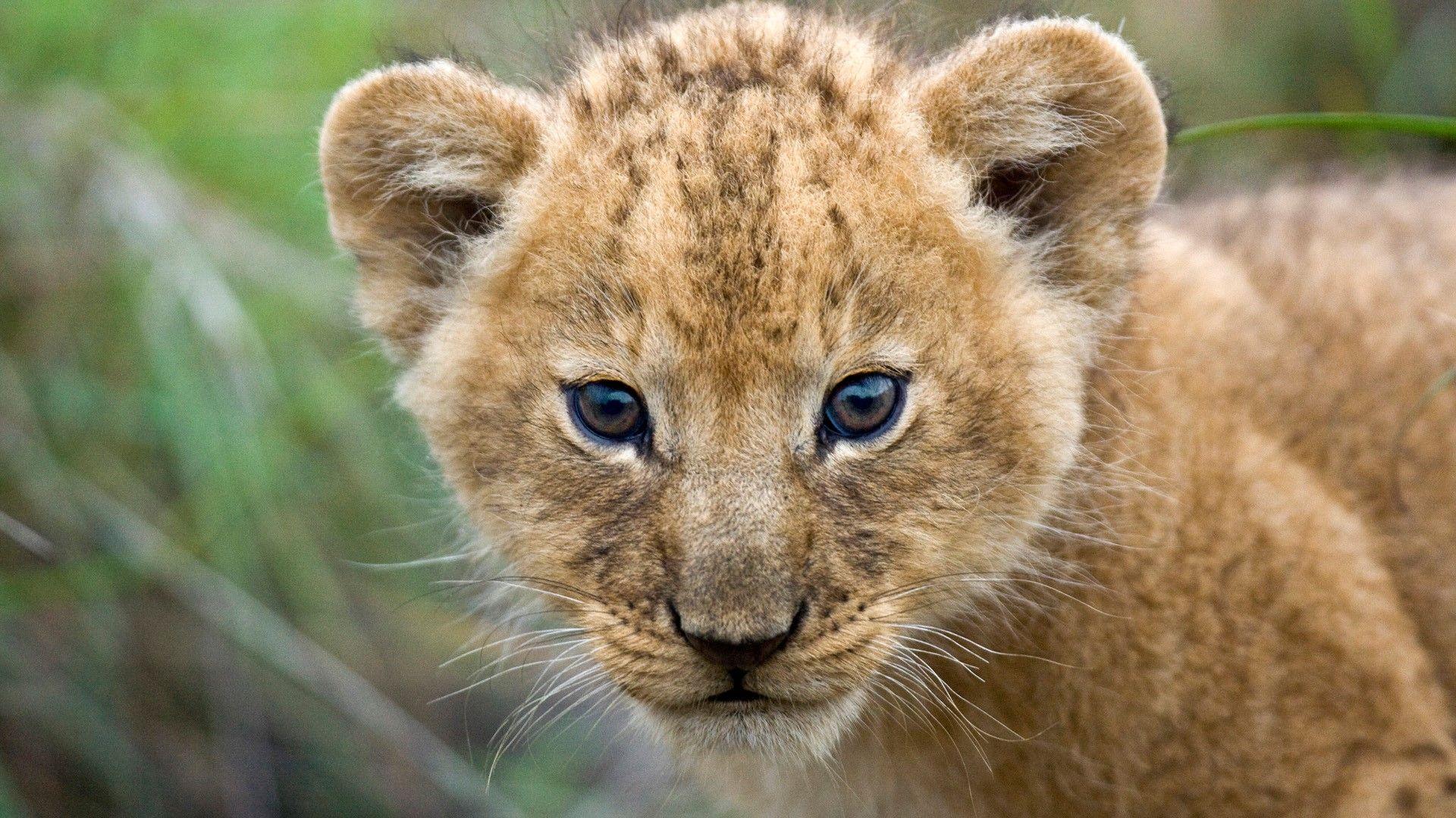 1920x1080 Free download Beautiful Cute Lion Cub Closeup Face HD Wallpaper HD Wallpaper [1920x1080] for your Desktop, Mobile & Tablet. Explore Cute Lion Cubs Wallpaper. Cute Lion Cubs Wallpaper, Lion