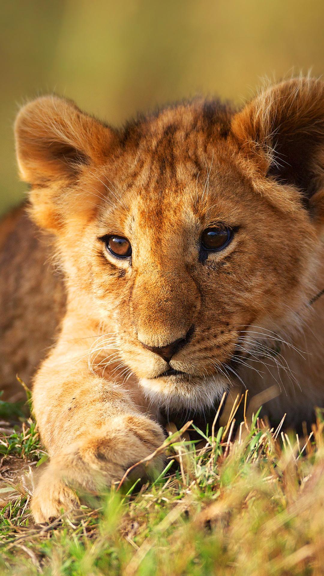1080x1920 Lion Cubs Android Wallpaper
