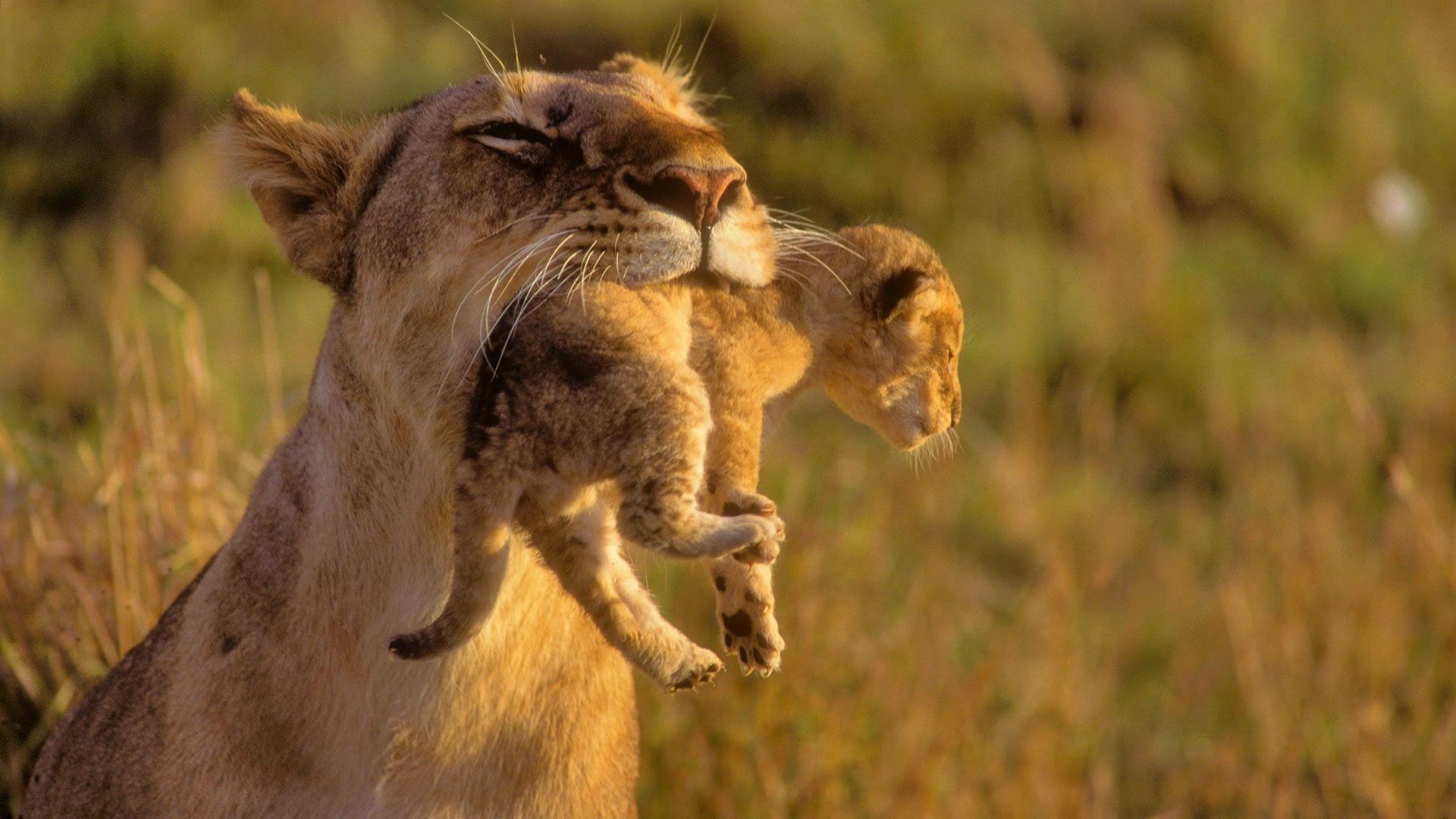 1920x1080 mama love. Animals beautiful, Animals, Cute animals
