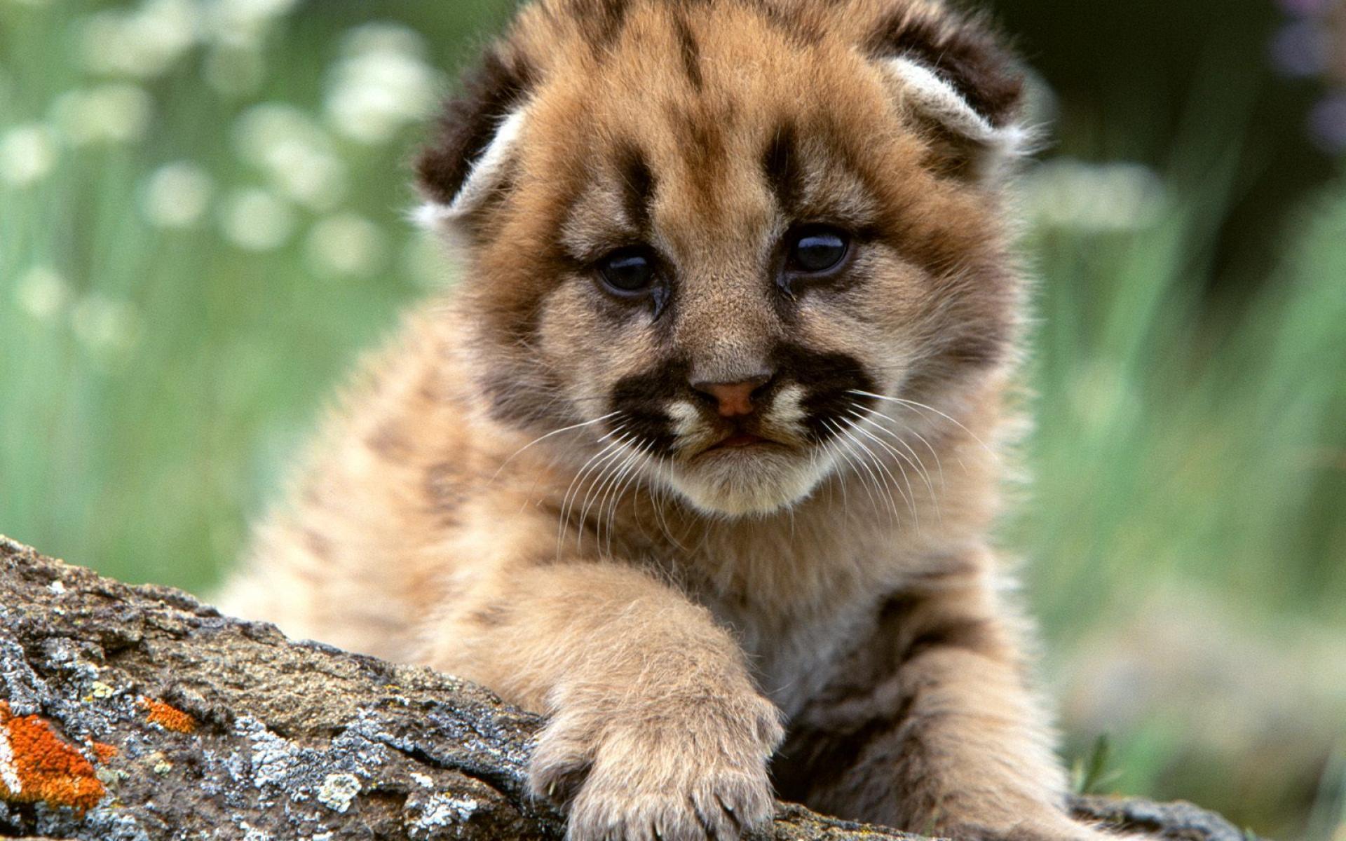 1920x1200 Cute Lion Cub