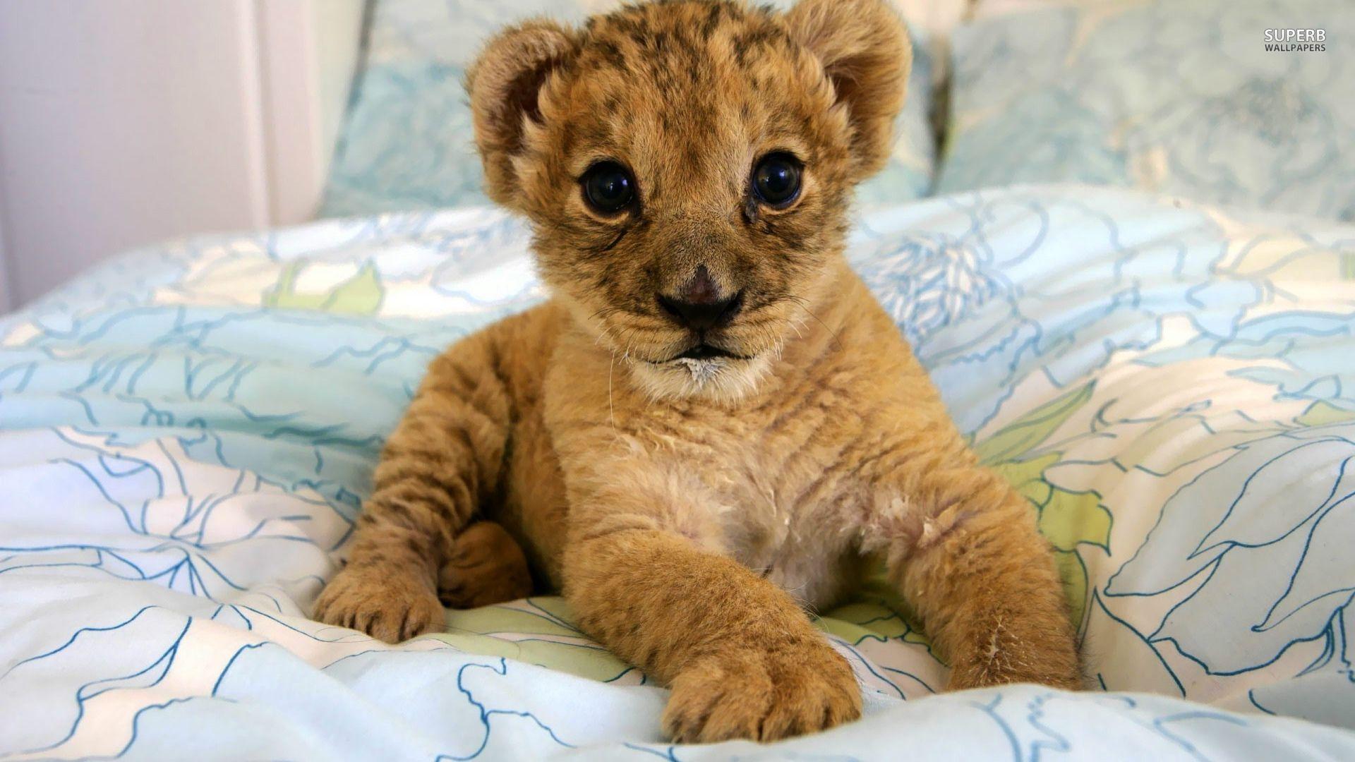 1920x1080 Cute Lion .