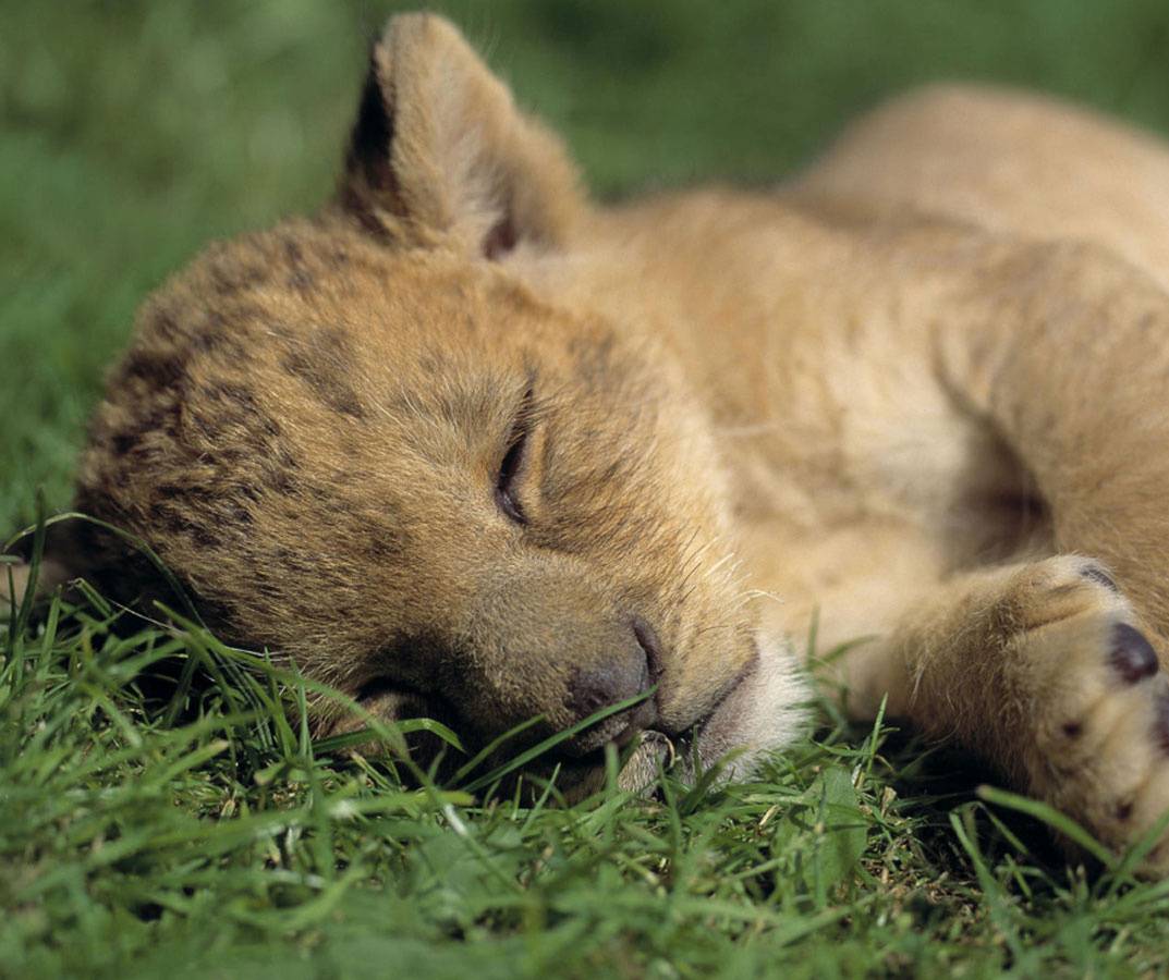 1073x900 Cute Lion Cub wallpaper