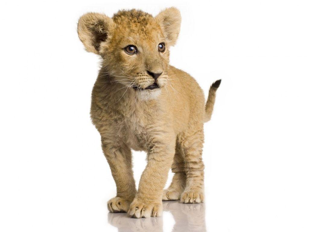 1024x768 Lion Cubs Wallpaper