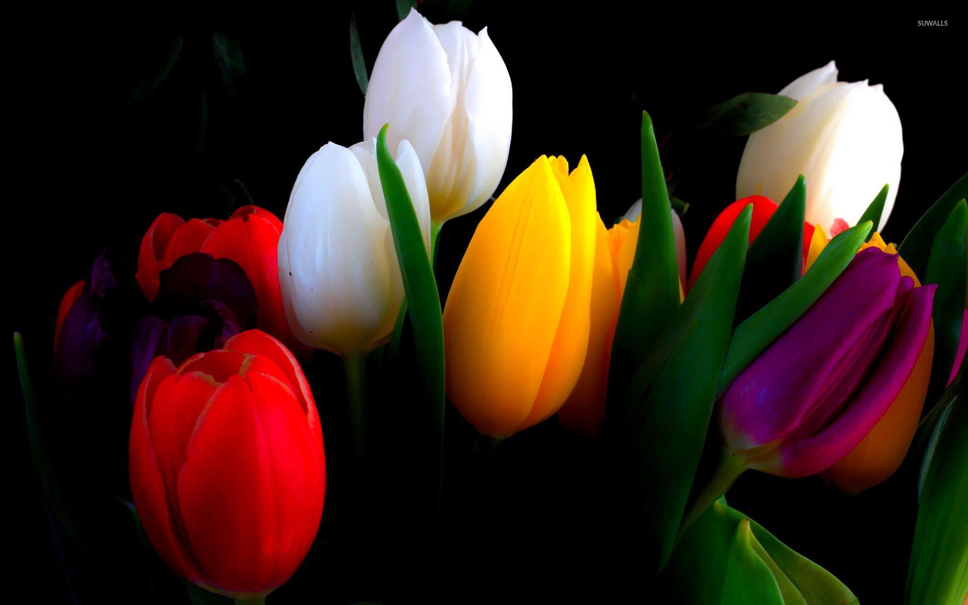 1920x1200 Colorful tulips wallpaper wallpaper