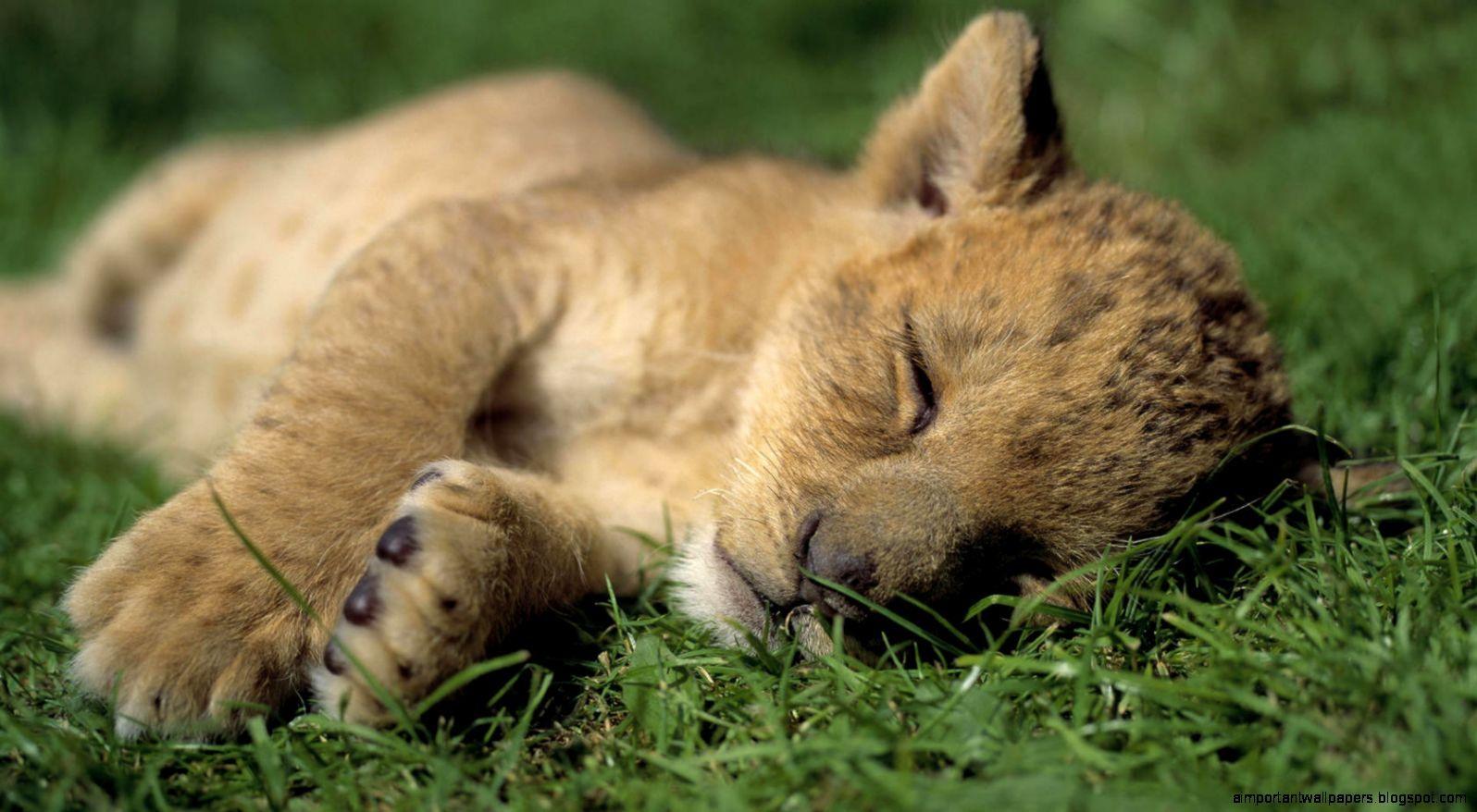 1596x878 Sleepy Lion Cub Wallpaper