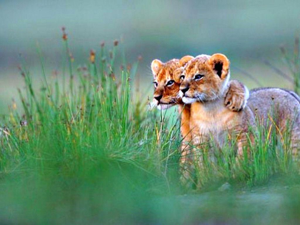 1024x768 Free download Lion Cub Wallpaper Best Lion Cub Image Most Beautiful [1024x768] for your Desktop, Mobile & Tablet. Explore Lion Cub Wallpaper. Lion Wallpaper HD, Cute Lion Cubs Wallpaper