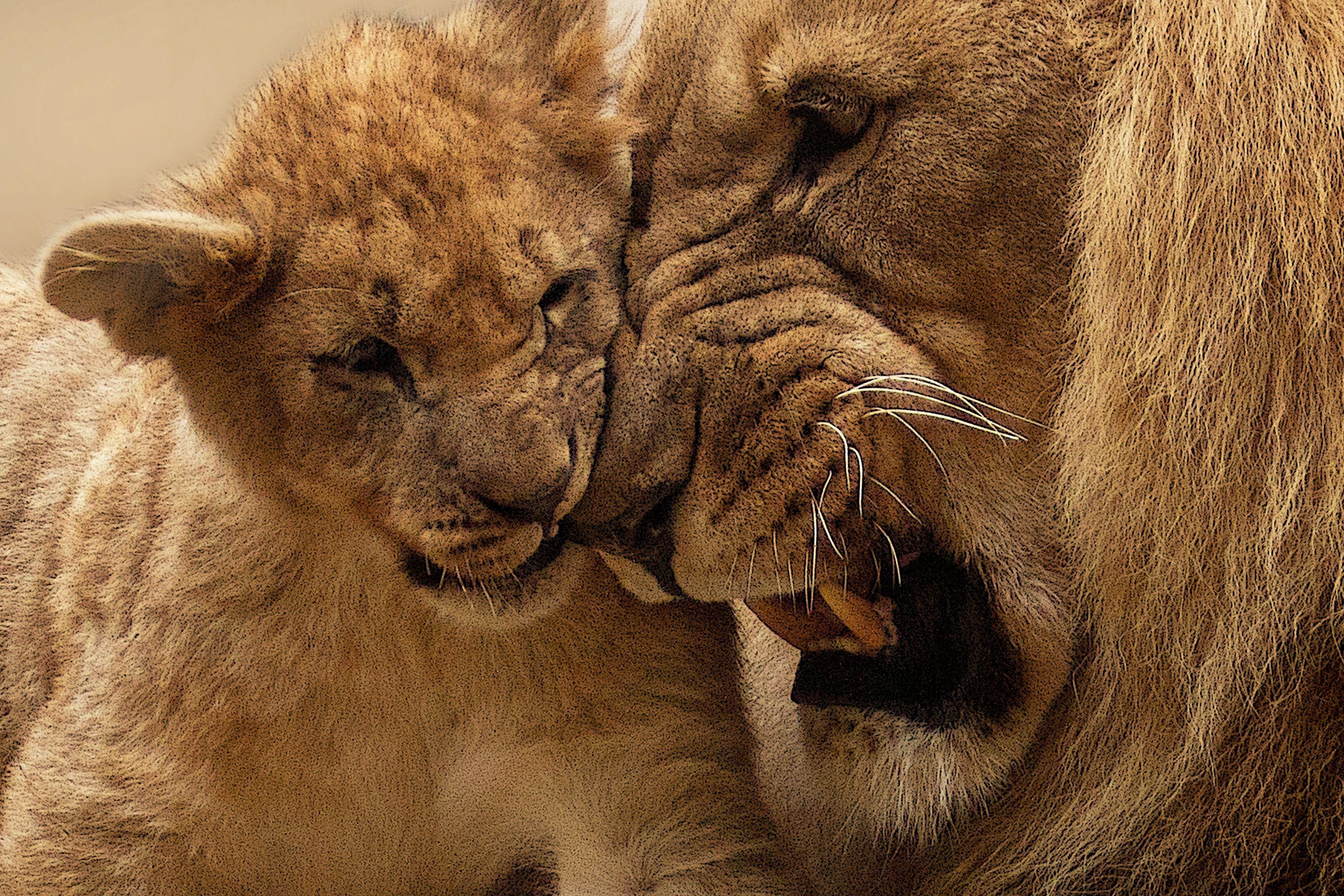 3594x2396 Adult Lion Playing With Lion Cub · Free