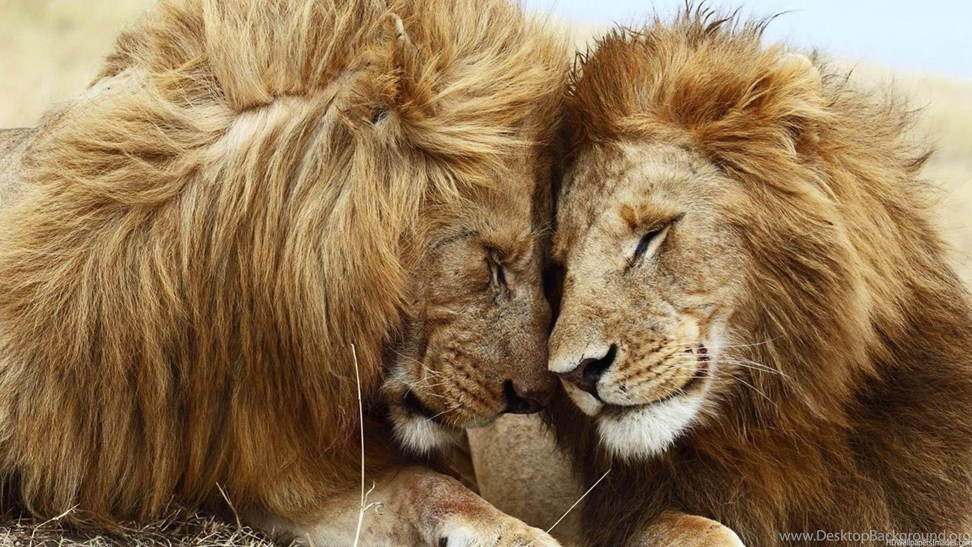1920x1080 Cute Lion Wallpaper