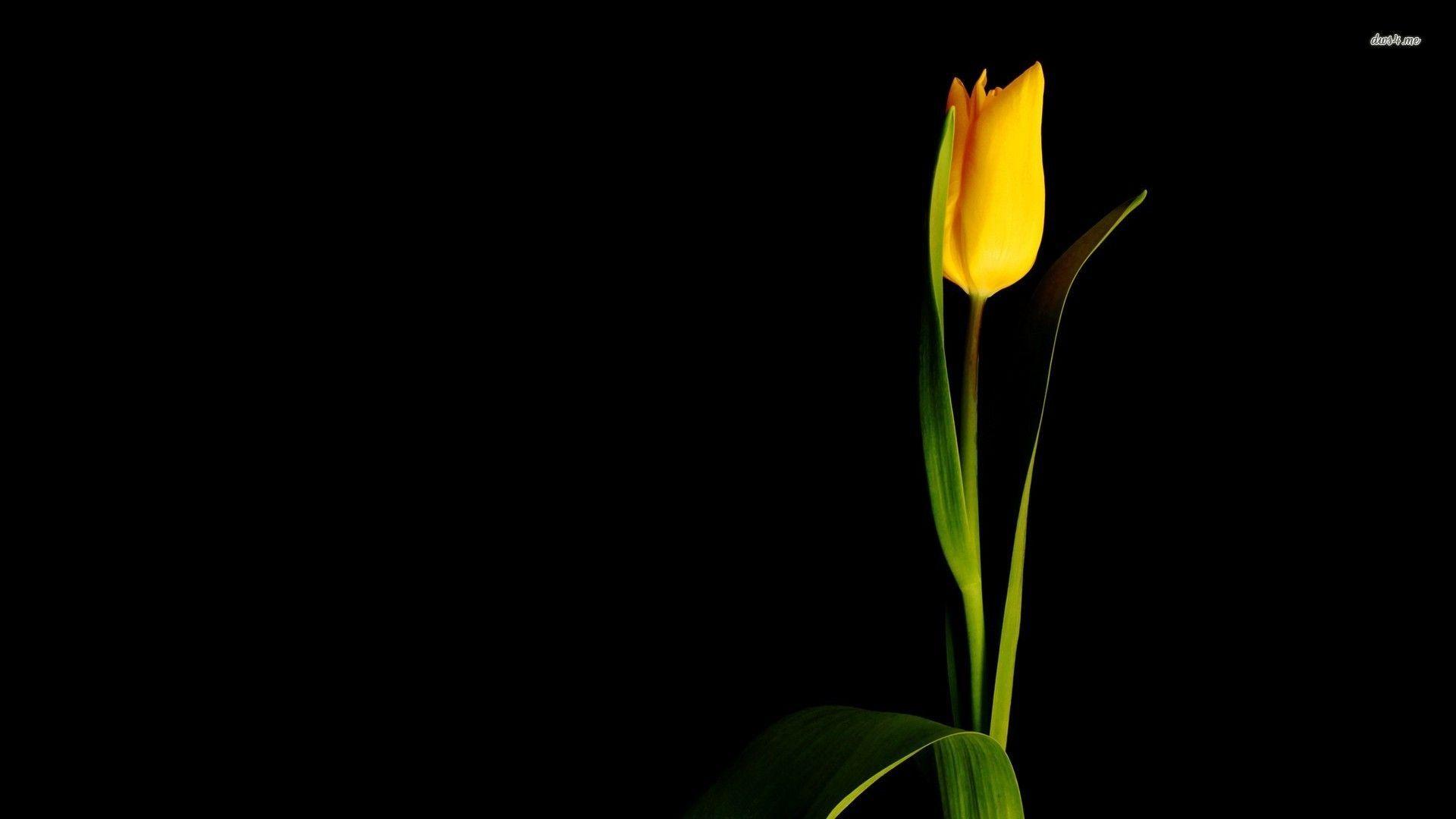 1920x1080 Tulip Wallpaper