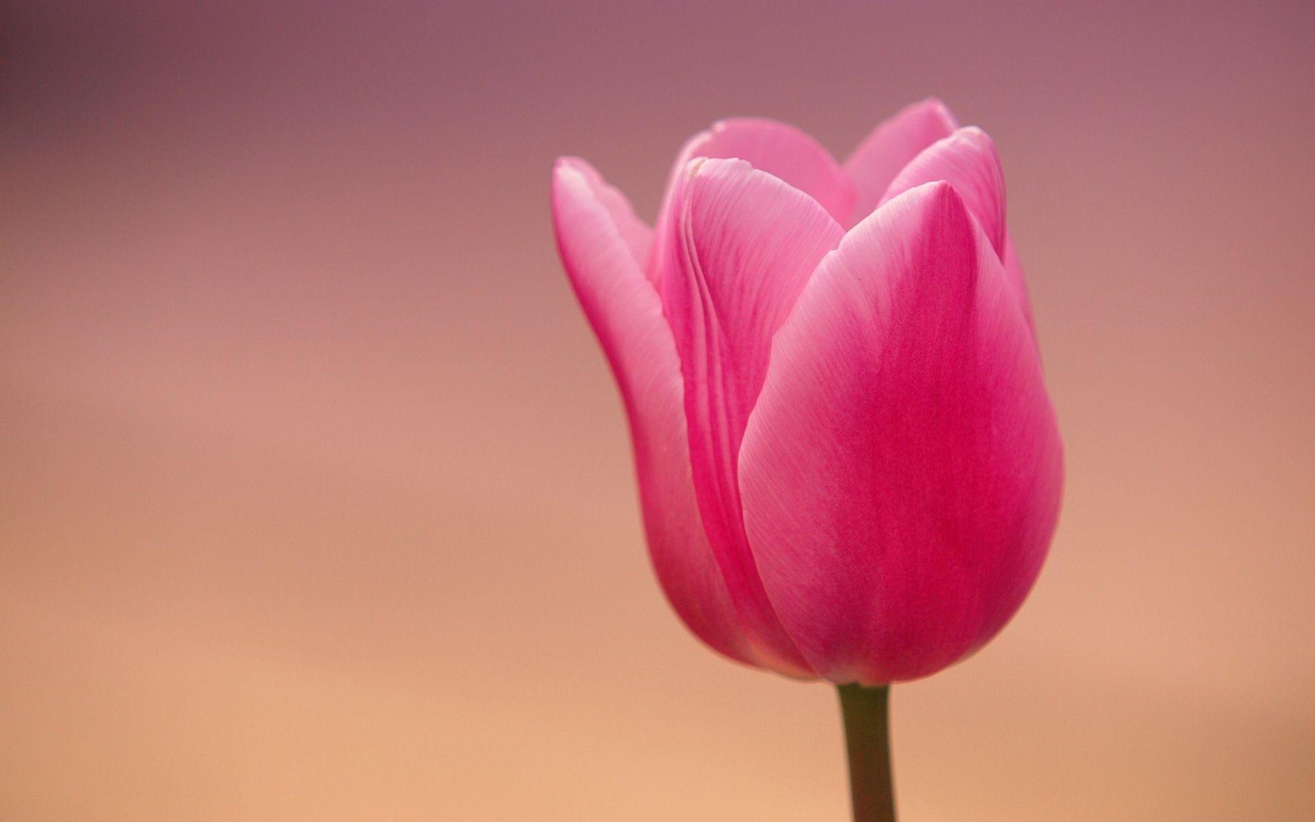 1920x1200 Beautiful Tulip Wallpaper 45391 1920x1200 px