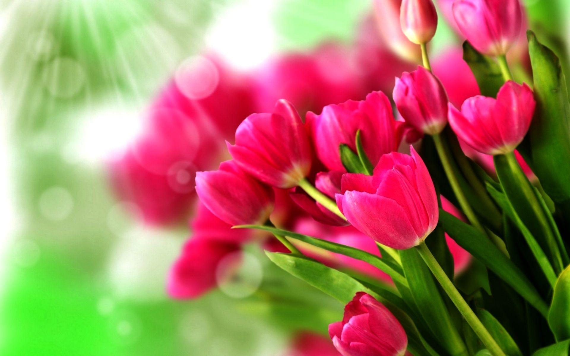 1920x1200 Tulip Wallpaper 29 Desktop Background