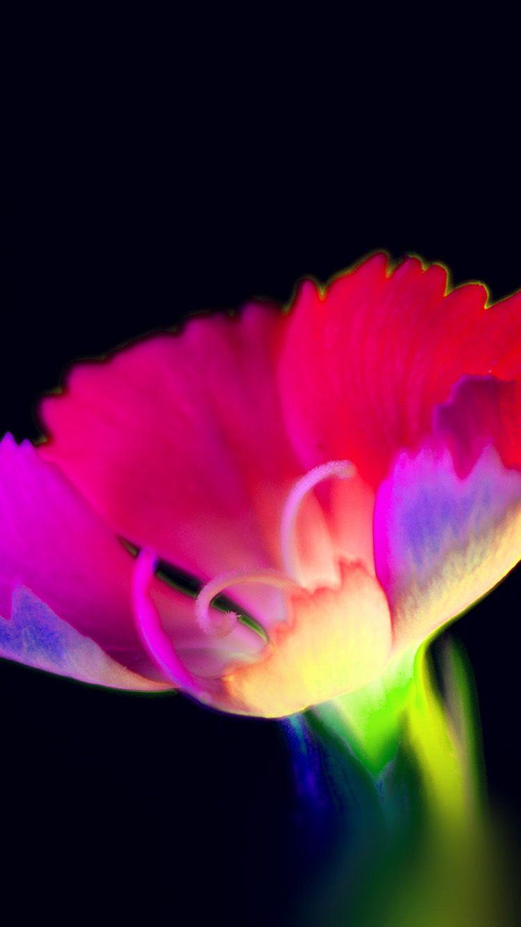 750x1334 iPhone7 wallpaper. flower dark neon color art red