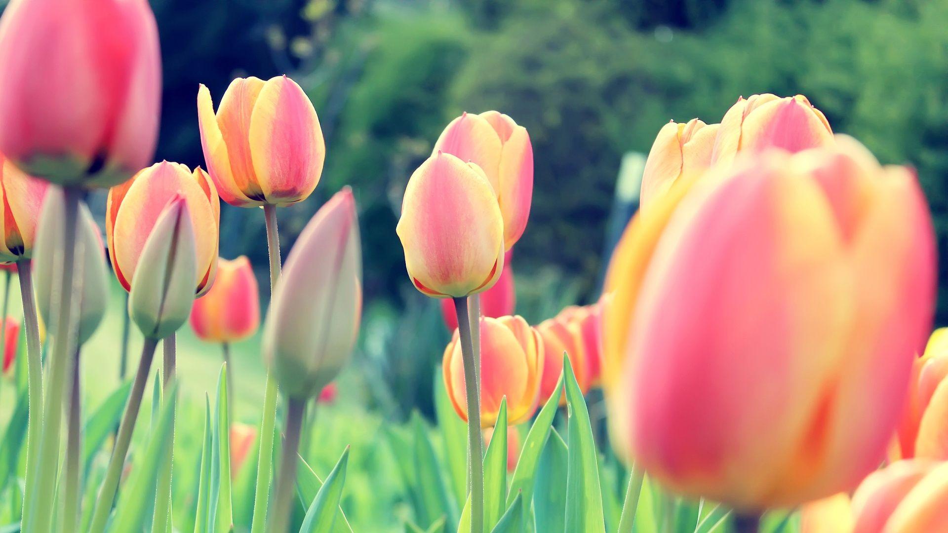 1920x1080 Tulip Wallpaper 17039