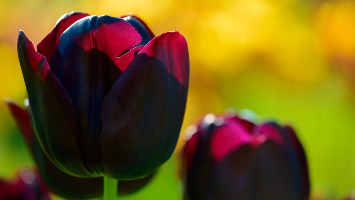 1191x670 Black Tulip Wallpaper By Pierre Lagarde