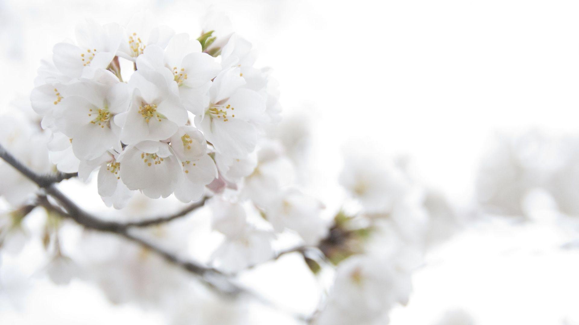 1920x1080 White Flowers Wallpaper
