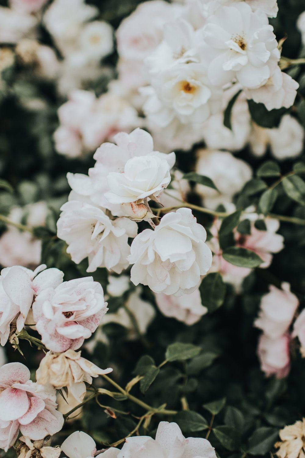 White Floral HD Wallpapers - Top Free White Floral HD Backgrounds ...