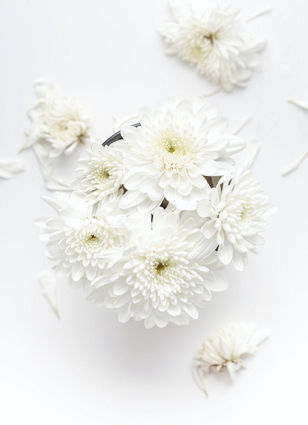 White Floral HD Wallpapers - Top Free White Floral HD Backgrounds ...
