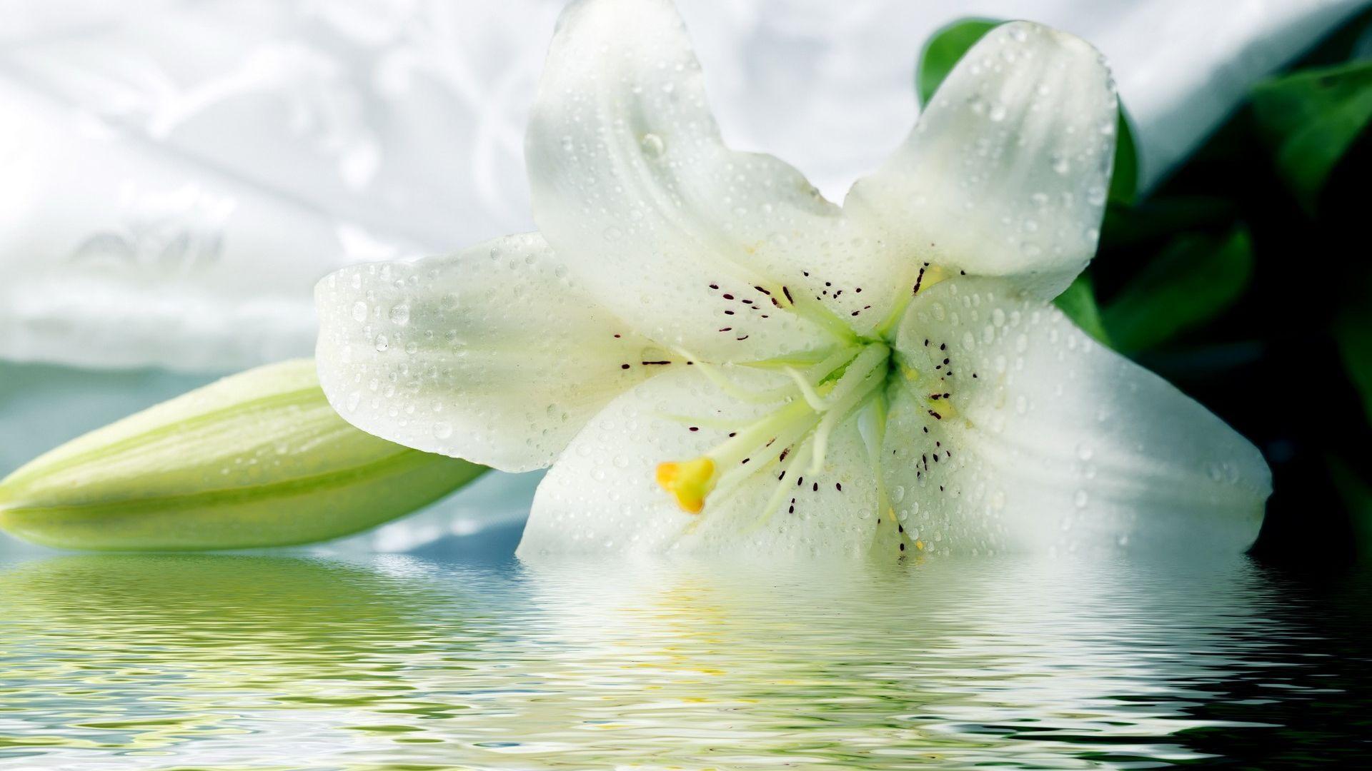 White Floral HD Wallpapers - Top Free White Floral HD Backgrounds ...