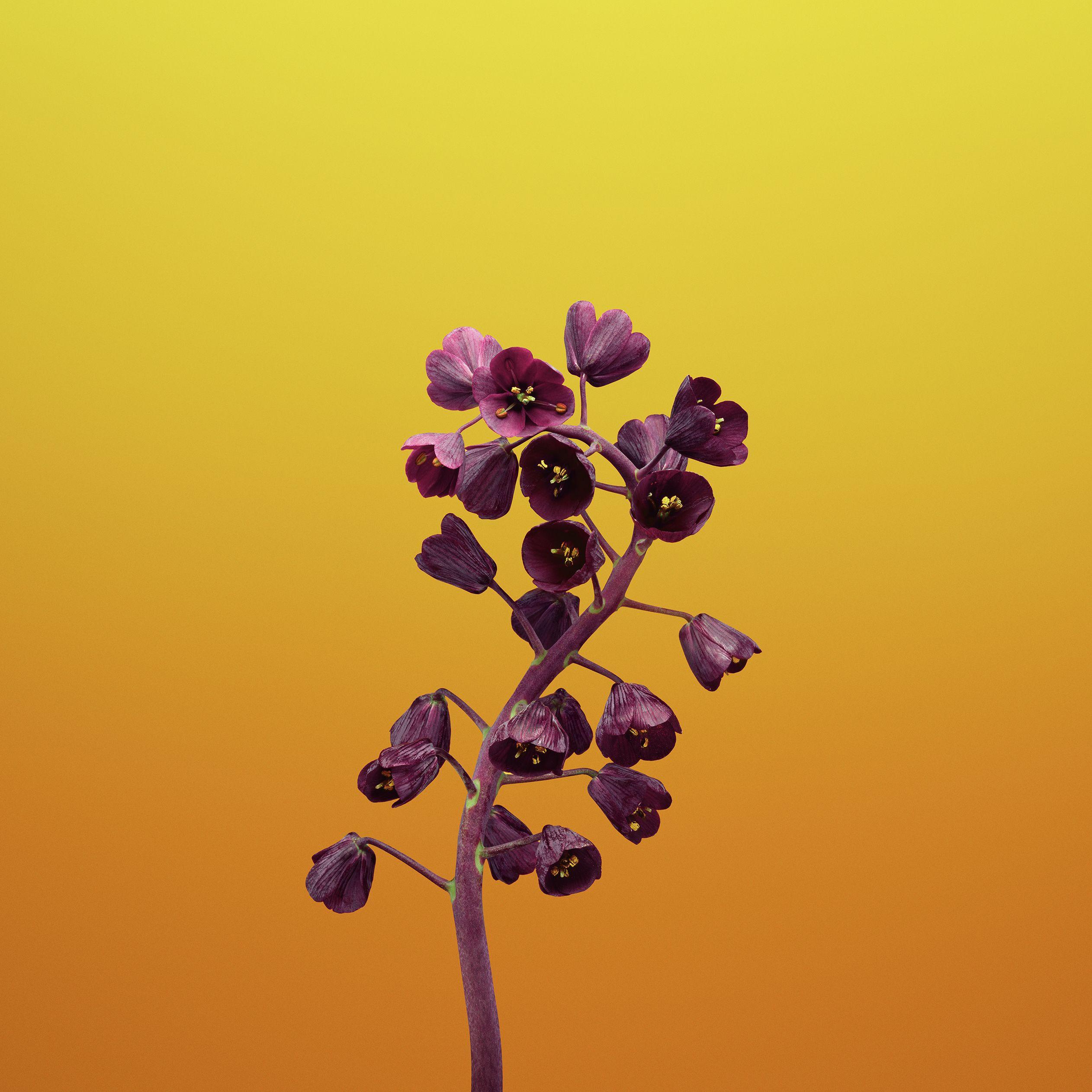 2524x2524 Download the new iOS 11 wallpaper