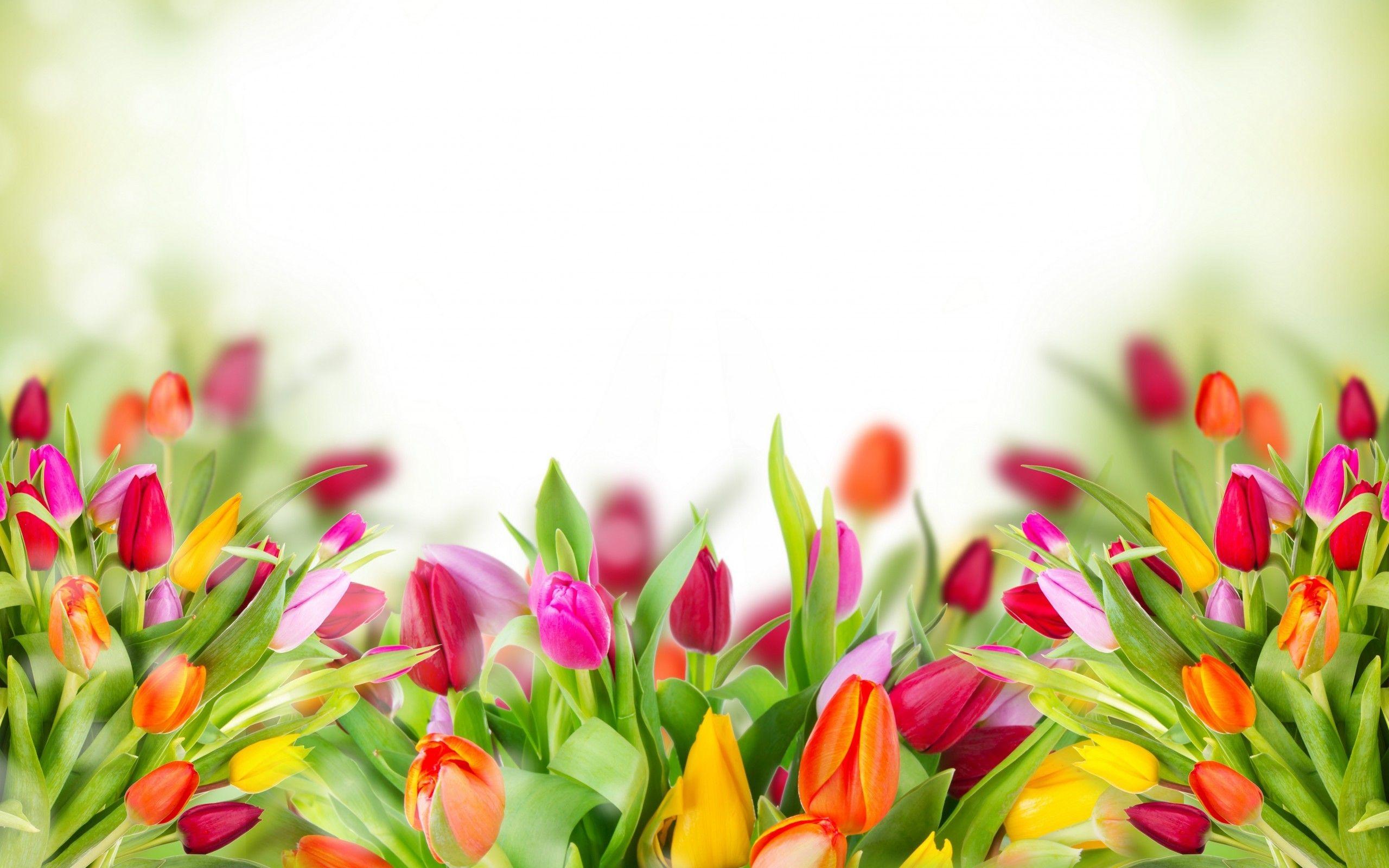 2560x1600 Tulips Background Wallpaper