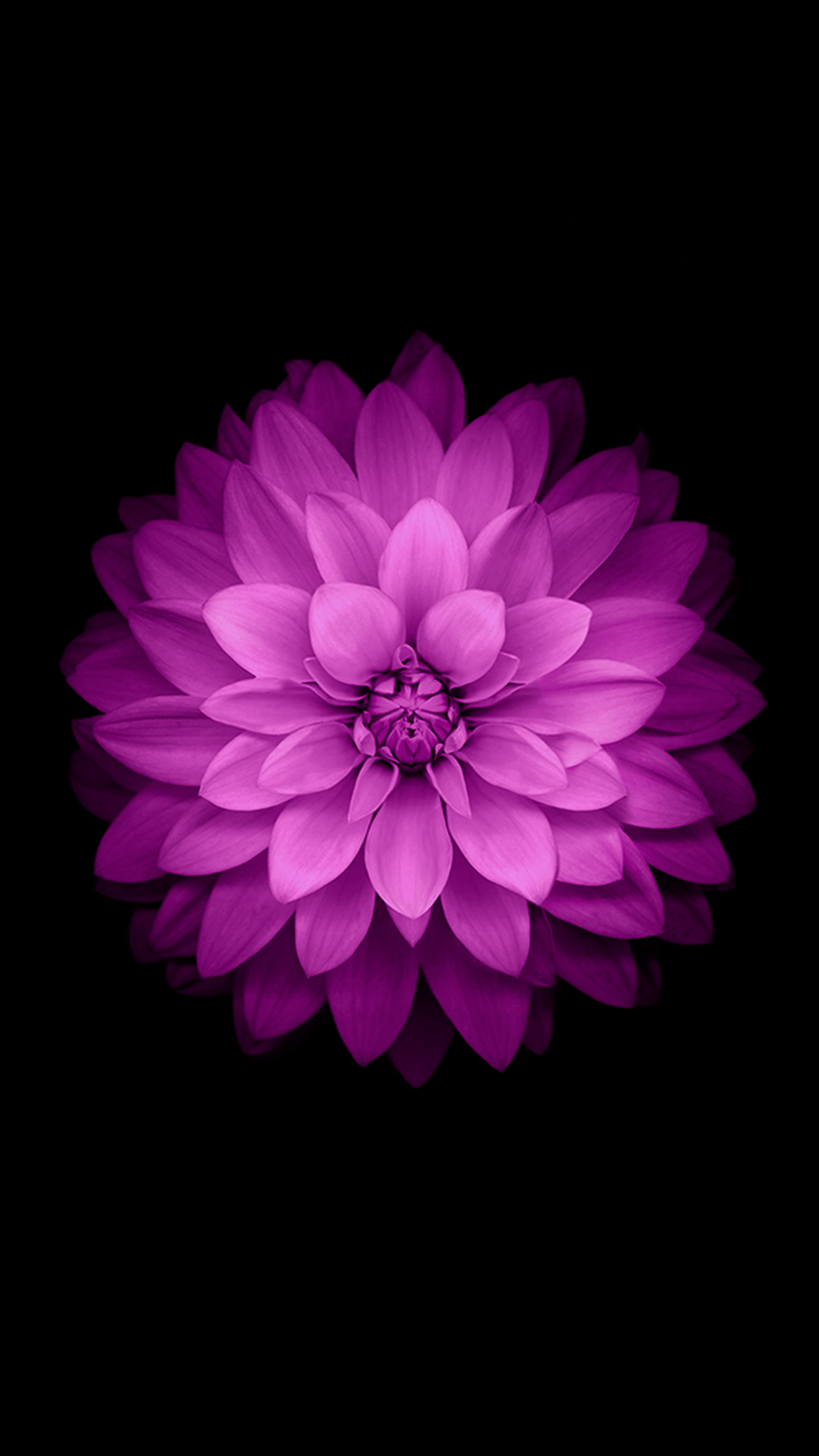 750x1334 Flowers