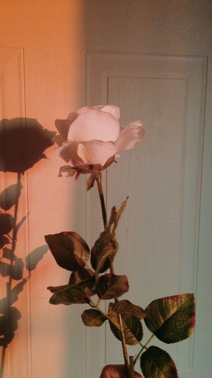 720x1280 Aesthetic Pretty Flower Wallpaper