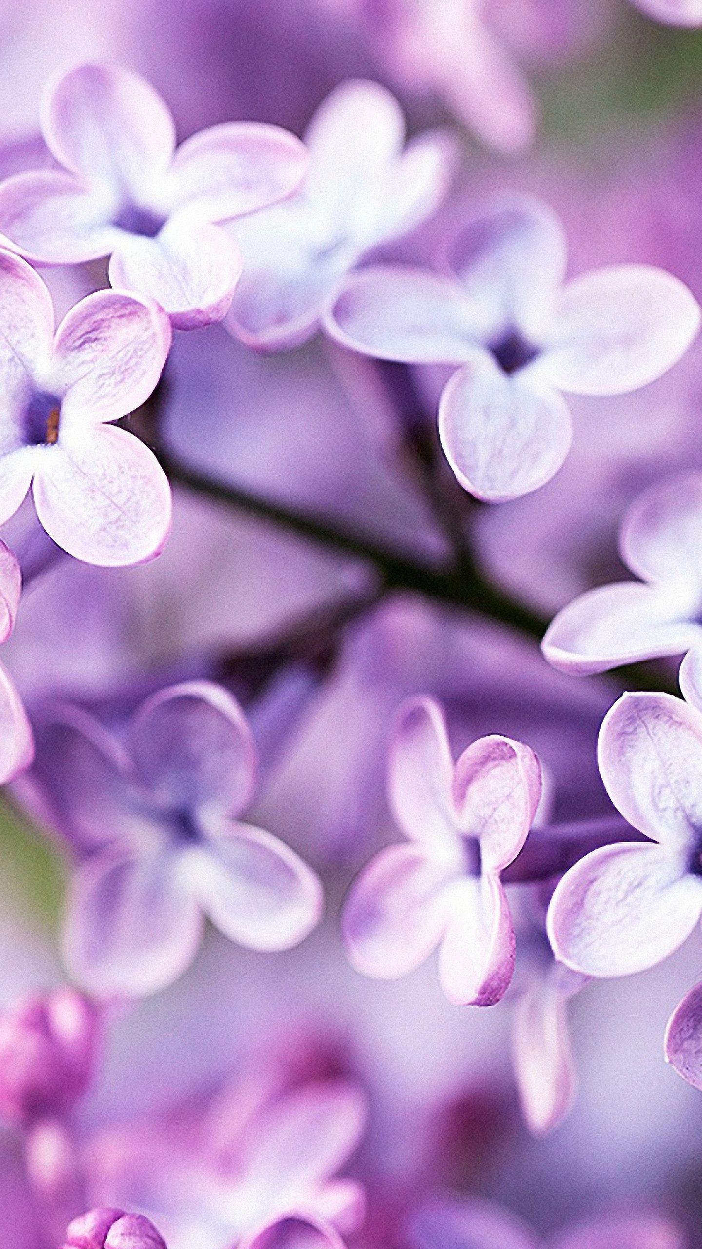 1440x2560 Spring Wallpaper For iPhone 6s