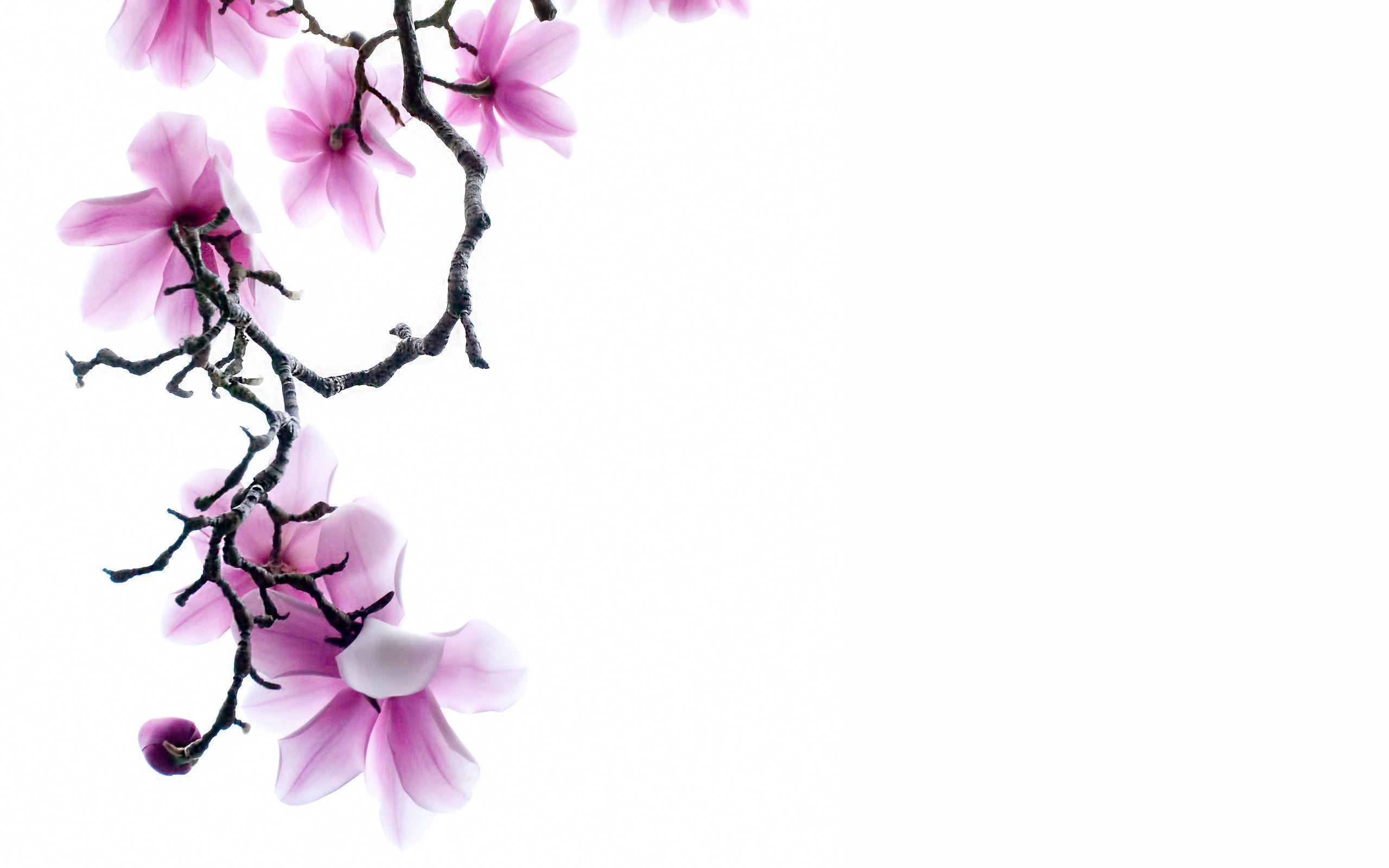 2560x1600 Free Flower Wallpaper White Background HD Branch Of Wallpaper White Background