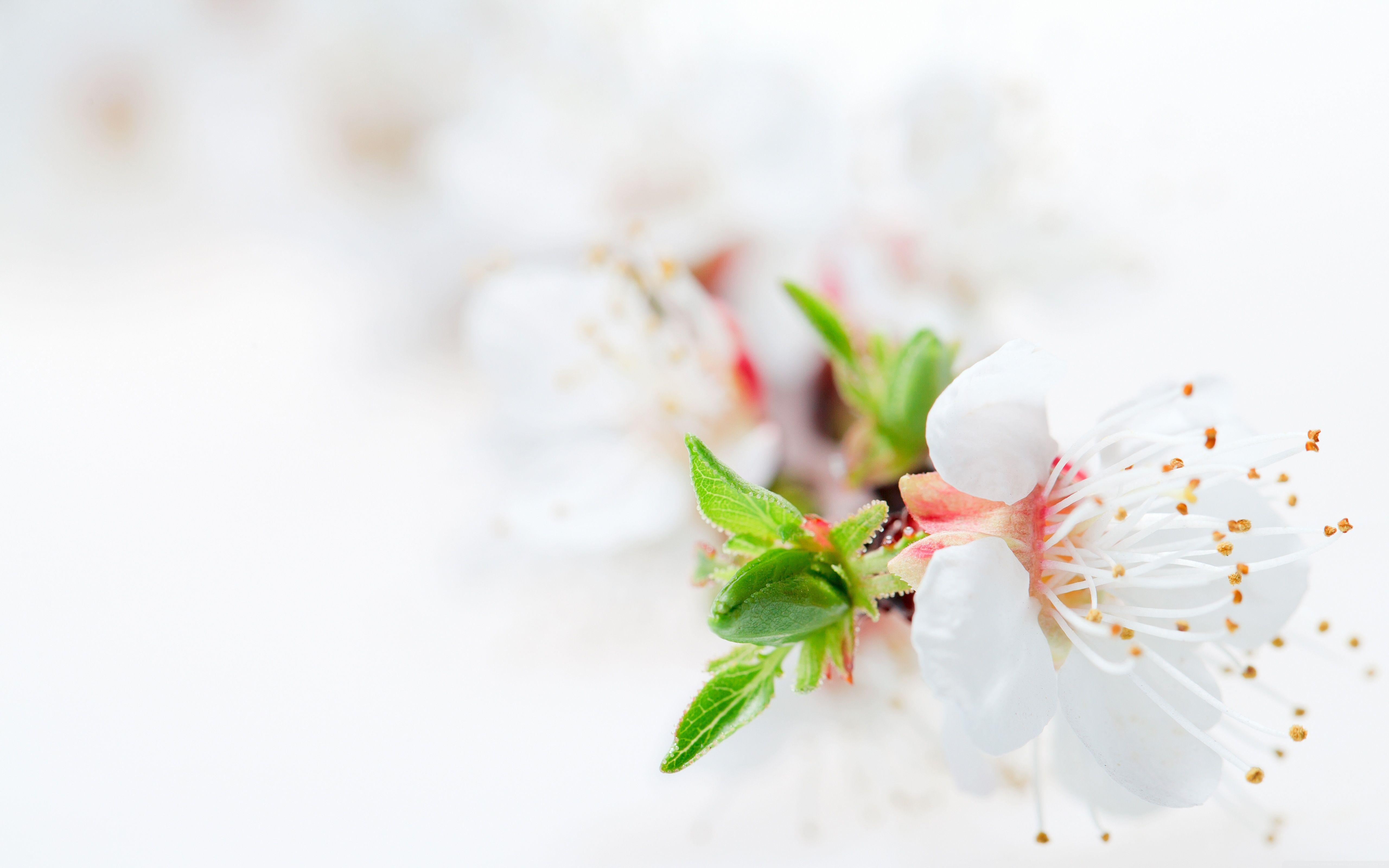 White Floral HD Wallpapers - Top Free White Floral HD Backgrounds ...