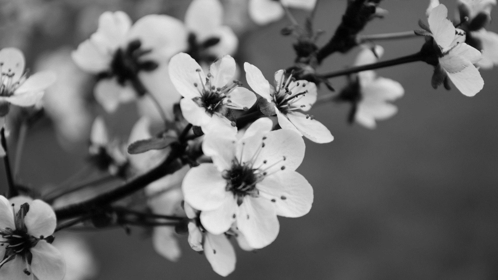 1920x1080 Black and White Floral Wallpaper