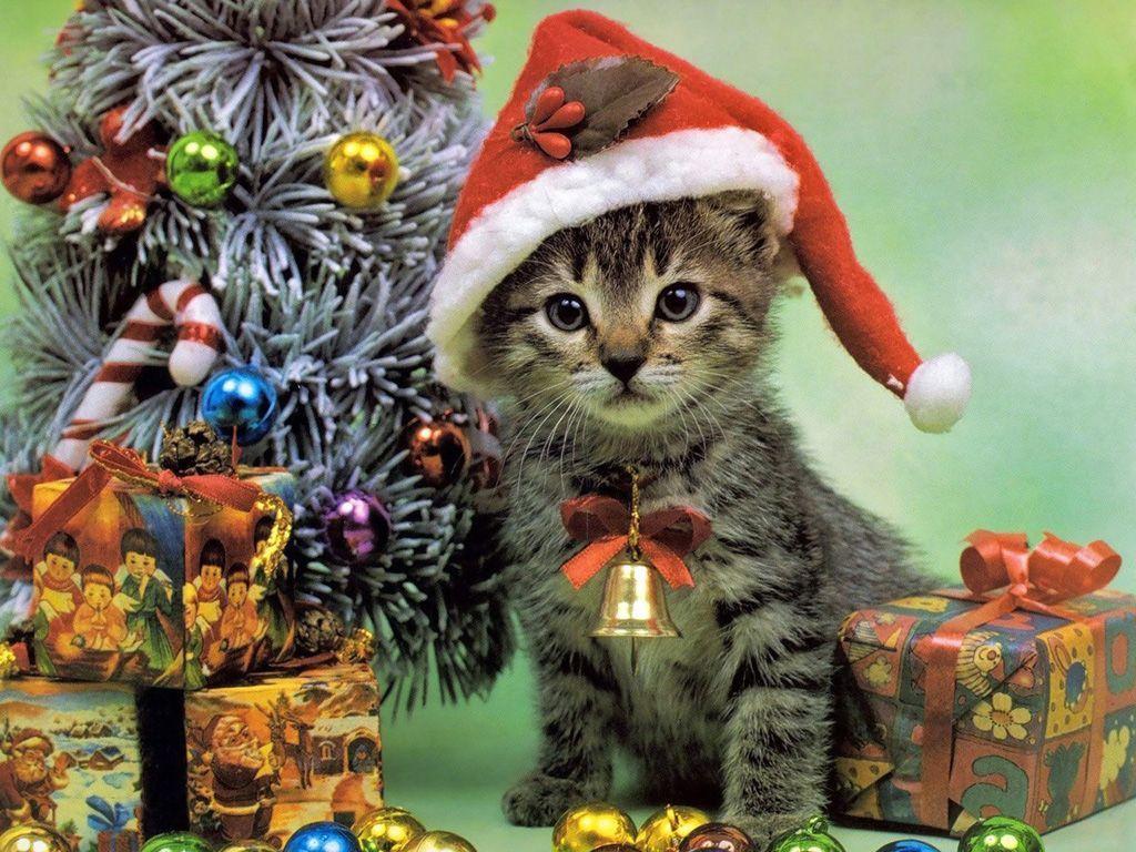 1024x768 Kitty Xmas Ball Of Joy Christmas Wallpaper. Christmas kitten, Christmas cats, Kitten wallpaper