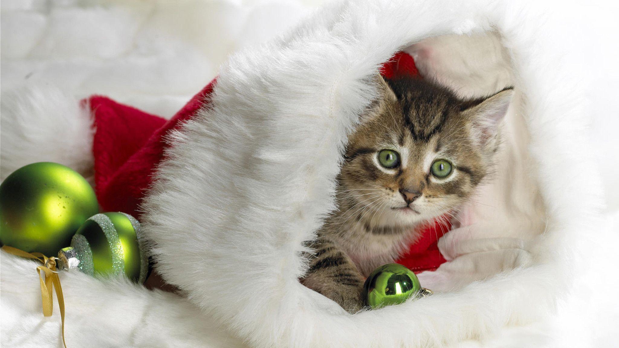 2048x1152 Christmas Cat Wallpaper