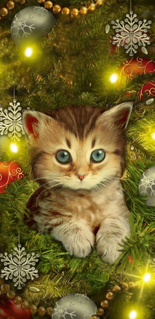 623x1280 Christmas Kitty wallpaper