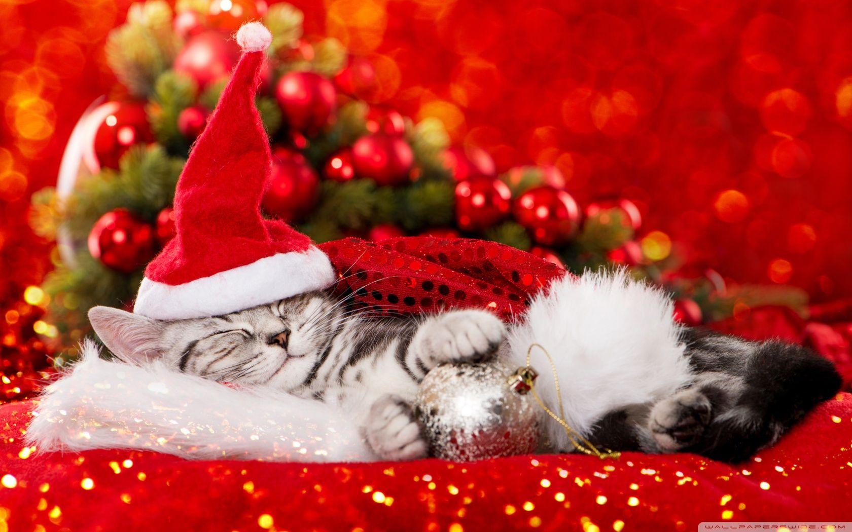 1680x1050 Cute Kitty Wallpaper Christmas
