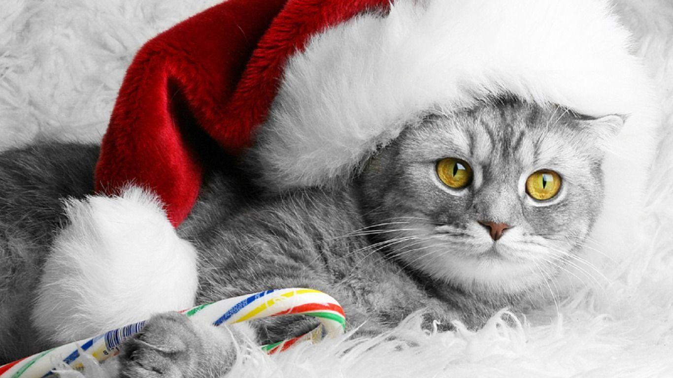 1366x768 Christmas Kitty Computer Wallpaper, Desktop Backgroundx768. Christmas cats, Christmas animals, Cat holidays