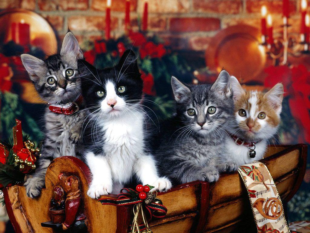 1024x768 Kitten Christmas Wallpaper