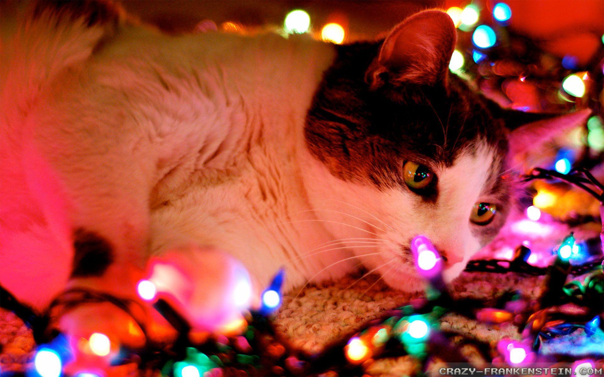1920x1200 Christmas Cat Wallpaper Computer