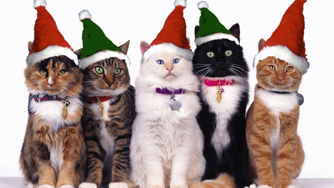 1366x768 Christmas Cat Wallpaper