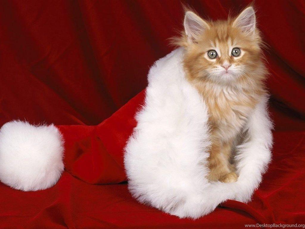 1024x768 Christmas Kitty Christmas Wallpaper Fanpop Desktop Background