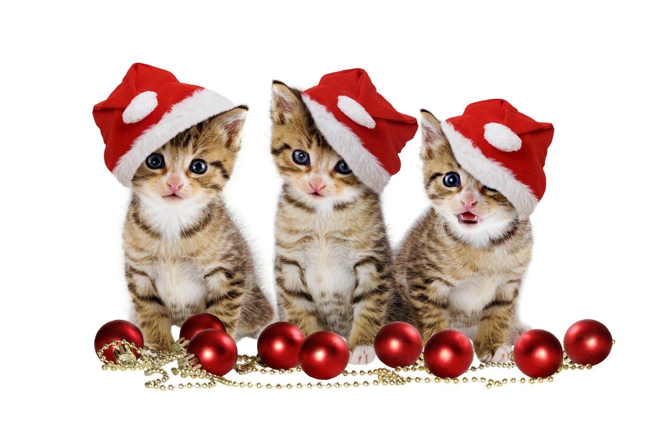 1332x850 Wallpaper christmas, magic, balls, hat, kitten, eyes, cat, beautiful, pretty, beauty, kitty, merry christmas, sweet, cats, cute, xmas image for desktop, section кошки