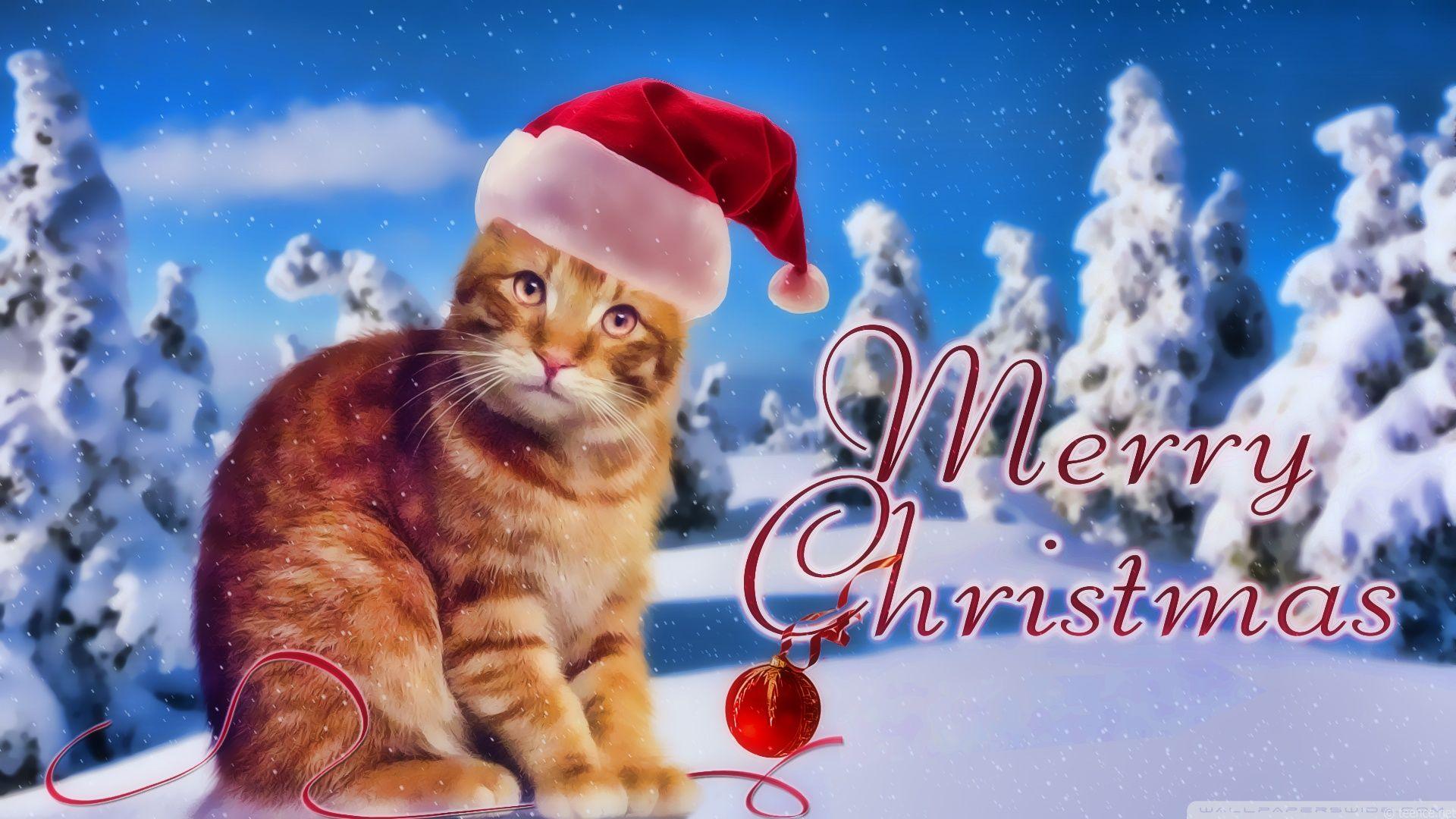 1920x1080 Kitty Christmas Ultra HD Desktop Background Wallpaper for 4K UHD TV : Widescreen & UltraWide Desktop & Laptop : Tablet