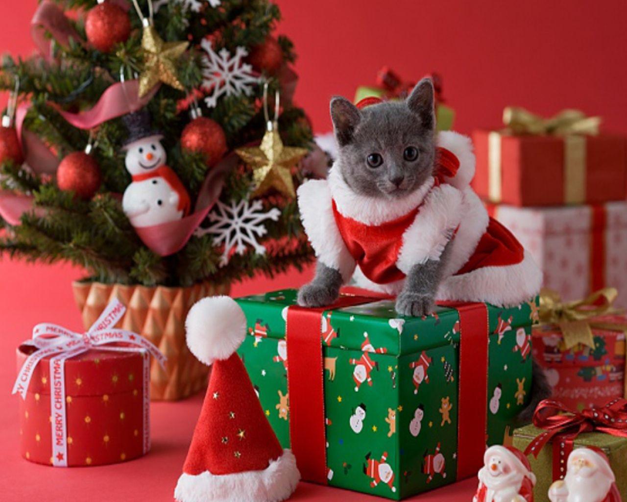 1280x1024 Free download Christmas Desktop Wallpaper Christmas Kittens Wallpaper For [1280x1024] for your Desktop, Mobile & Tablet. Explore Christmas Kitten Wallpaper. Christmas Cat Wallpaper, Cat Picture for Wallpaper, Kitten Wallpaper Free Download
