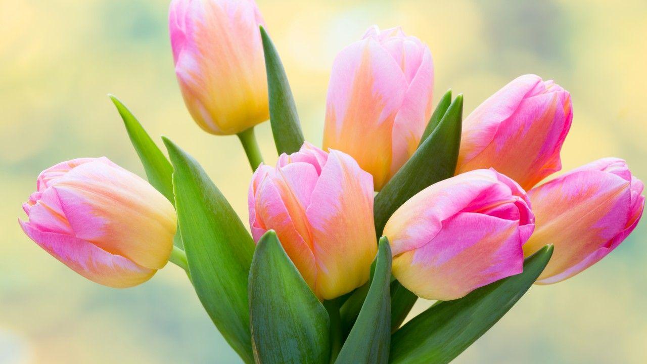 1280x720 Wallpaper Tulips, Bouquet, Flora, 5K, Flowers