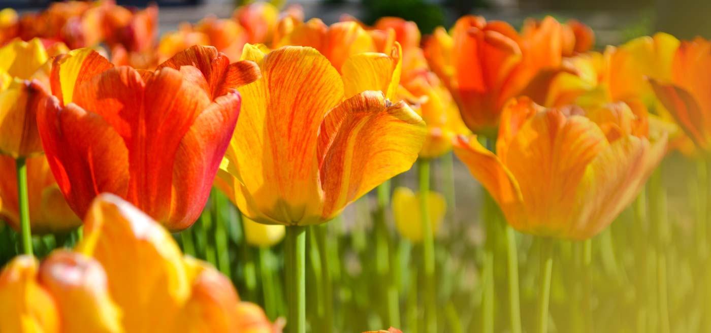 1400x656 Wallpaper Of Tulip 1416
