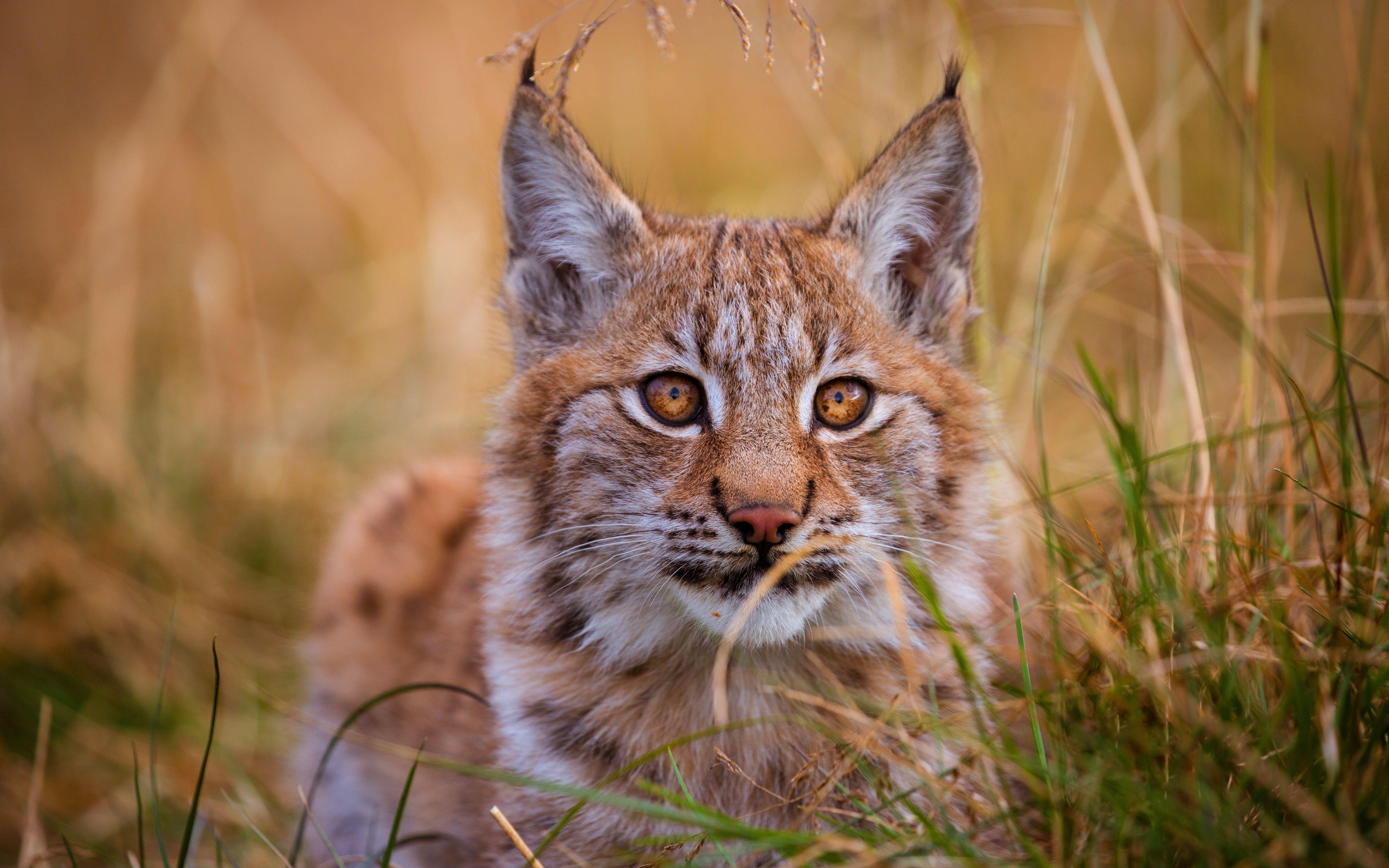 5760x3600 Lynx 5k Wallpaper