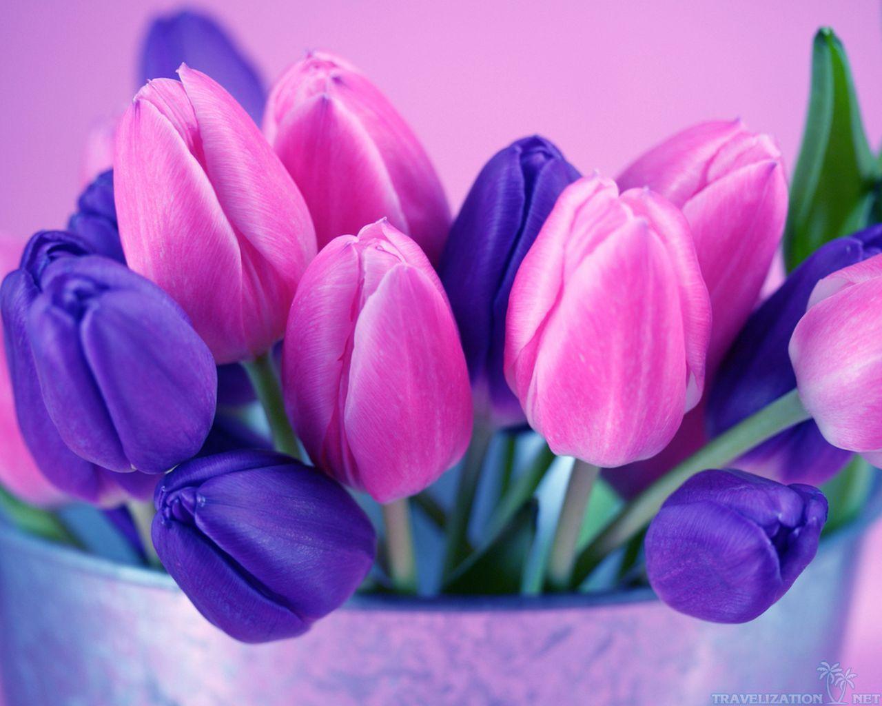 1280x1024 Purple Tulip Wallpaper. Best Games Wallpaper. Purple