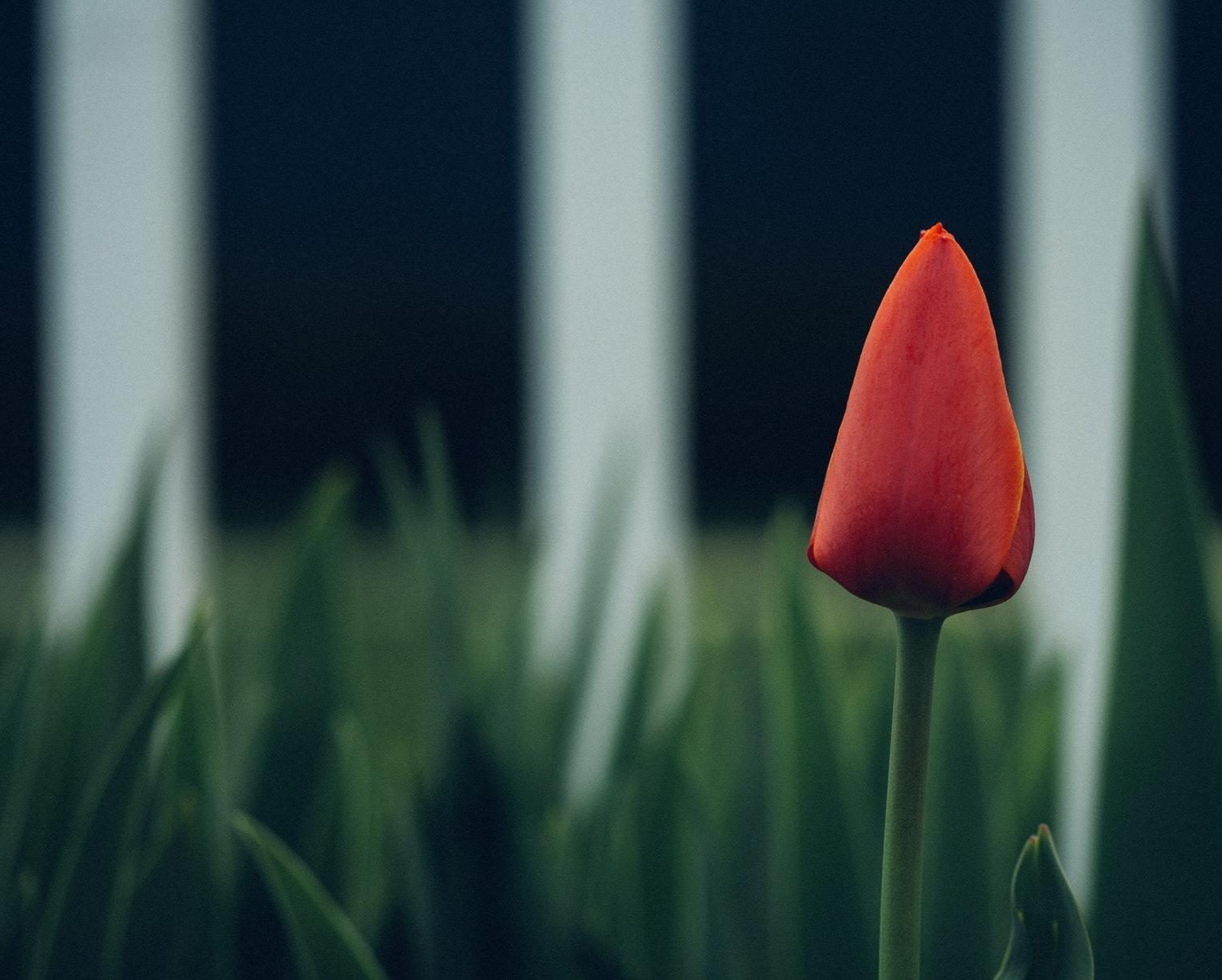 1523x1222 Blurred Lone Red Tulip Wallpaper for Phone and HD Desktop Background